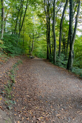 Natural hiking trail through the woods as idyllic hiking path for nature lovers close to nature in peaceful scenery with trees and foliage in autumn forest atmosphere adventure as pathfinder rangers