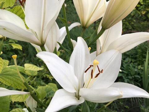 white lilies in a garden