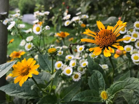 yellow flowers in the garden