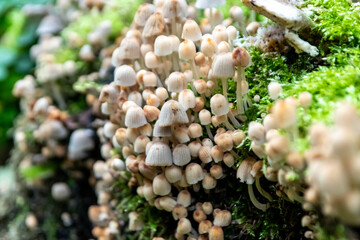 Little mushrooms with small helmets on vibrant green moss in a forest clearing shows wood decomposition on a mushroom foray with fungal friends in the woods on broken trees as natural garbage collect