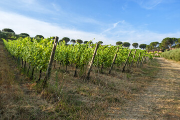 Fototapeta na wymiar Torgiano, district of Perugia, Umbria, Italy, vineyards in Poggio alle Vigne