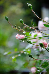 Pink rose in the garden with the raindrops