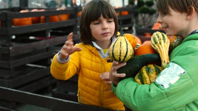 Two Teenagers Are Harvesting On A Farm. The Boy Holds Vegetables, Puts Them In The Box With His Other Hands. Teamwork In The Village, Helping Parents.