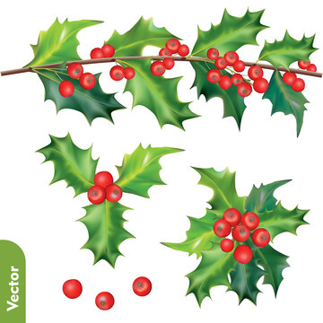 Set of christmas decorations. Holly red berries isolated on white background. 3d realistic vector icon set of .winter berry