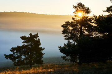 Fototapeta na wymiar Beautiful fog in the morning. Sun hiding behind the trees. Gold sunrise. Hills in the Beskids, Poland.