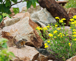 Chipmunk Stock Photo.  Chipmunk on a rock with yellow flowers, foliage background in its environment and habitat.