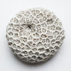 White round coral with nice structure on white surface