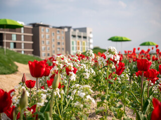 Buntes Blumenbeet mit modernen H&auml;usern im Hintergrund