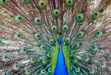 Obraz premium Amazing peacock with bright colors