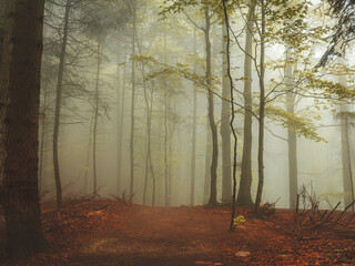 Las mgła © Sawomir