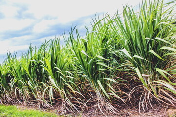 Sugar cane field (Saccharum Officinarum) with the blue sky background in rural agriculture