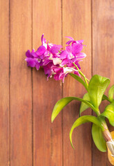 Dendrobium, Purple orchid