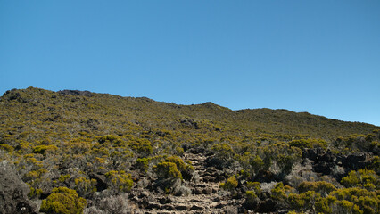 Hiking on the way to the Piton des neiges, among thee briar