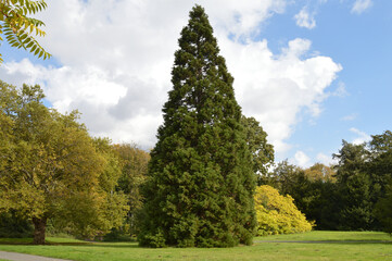 Mammutbaum im Park in Dortmund, Deutschland