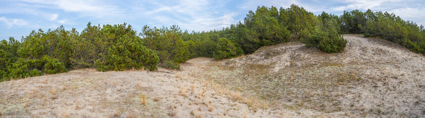 meadow with yellow grass among pine forest, panorama