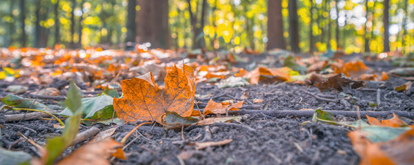 yellow fallen leaves in the park, blurry background
