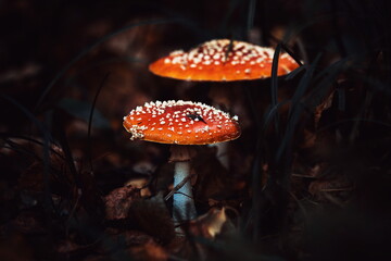 Amanita muscaria mushrooms in autumn