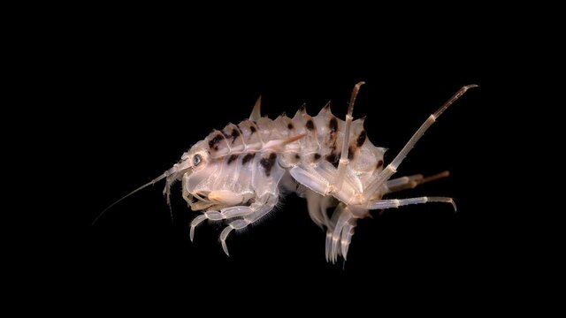 Amphipoda Acanthogammarus lappaceus under the microscope, family Baikalogammaridae, endemic species living on Lake Baikal, has sharp spikes for protection from predators