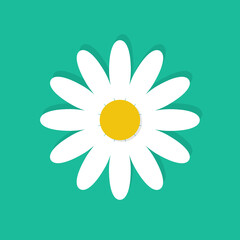 White daisy chamomile isolated on background. Daisy flower vector illustration. Floral background. Flat design style.