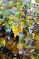 Autumn leaves background with the raindrops.