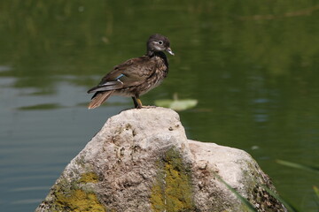 Fototapeta premium Ente, Natur, See , Wald, sommer, grün, Sommerzeit , Vogel, Bird, nature, Sea, river, summertime, summer, green, funny animal, animal, funny duck, duck