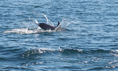 Naklejka premium Free dolphins swimming and fishing in the sea