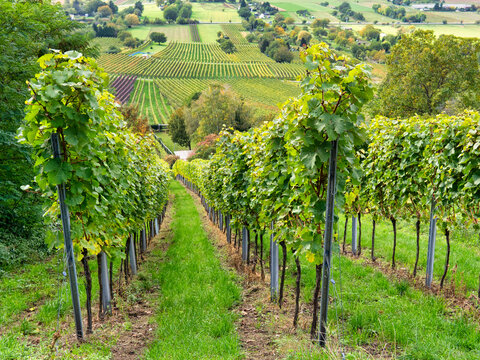 Weinberg bei Schriesheim im Rhein-Neckar-Kreis
