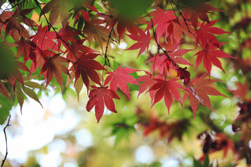 Red colours of the Canadian maple during the autumn.