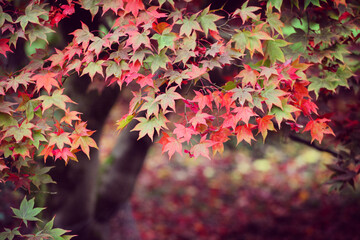 Fototapeta premium Red and pink colours of the Japanese maple during the autumn.