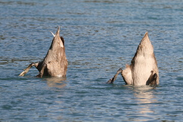 Fototapeta premium Schwan, Natur, See , Wald, sommer, grün, Sommerzeit , Vogel, Bird, nature, Sea, river, summertime, summer, green, funny animal, animal, funny swan, swan, Tschaikovsky swan lake,