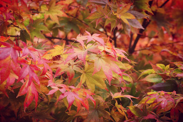 Naklejka na ściany i meble Red and pink colours of the Japanese maple during the autumn.