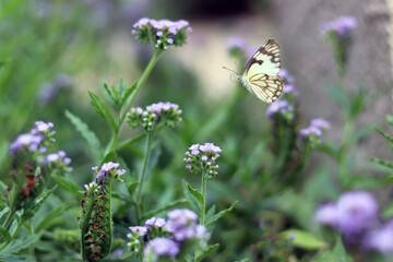 Obraz na płótnie Canvas Brown-Veined White Butterfly