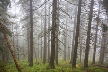 Fog in the forest