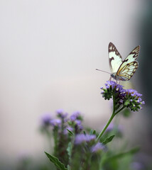 Brown-Veined White Butterfly