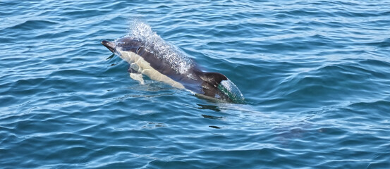 Fototapeta premium Free dolphins swimming and fishing in the sea