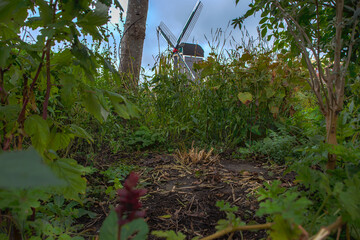 Flowers and blurry image of the Molen De Put, South Netherlands landmark, Rembrandt's windmill built in Leiden by Jan Put in 1619