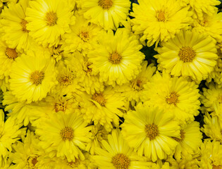 selective focus of autumn yellow flowers herbaceous plant, species of the genus Calendula of the Asteraceae family,