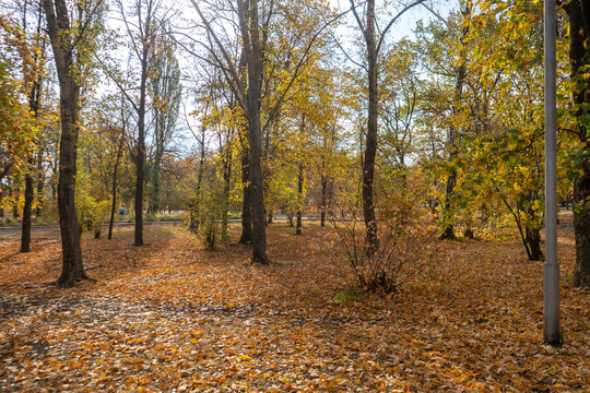 Autumn scene with a lot of yellow, red, orange leaves on a ground. Oak and maple leaves in the fall