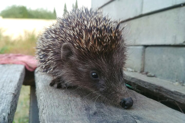 Hedgehog close - up blurred background, cute kind animal