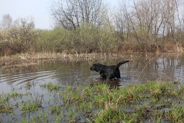 hunting dog Labrador in the lake catches game in the swamp