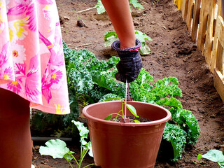 Hand holding plant pot with small pepper plant with kale plants in the background