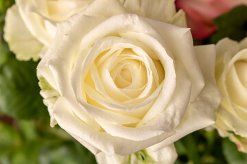 Beautiful white rose. Close up. Concept image for a greeting card.