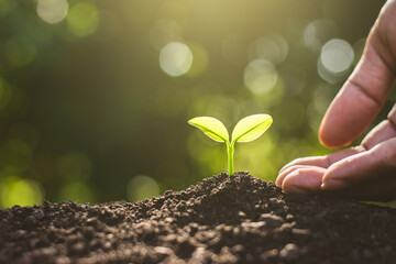 A man's hand is planting seedlings in the soil, eolog concet.