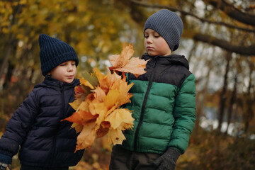 cute smiling caucasian boys standing on a lane a park on autumn day  holding bunches of yellow maple leaves in hands