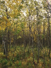 A beautiful autumn scene with birch trees covered in golden yellow leaves at Assiniboine Forest in Winnipeg, Manitoba, Canada
