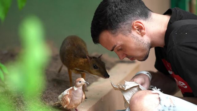 The guy takes food from a paper bag and feeds the mouse deer (tragulus kanchil)