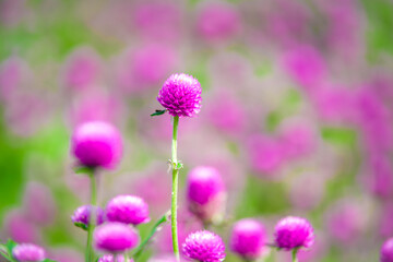 ピンク色の千日紅の群生