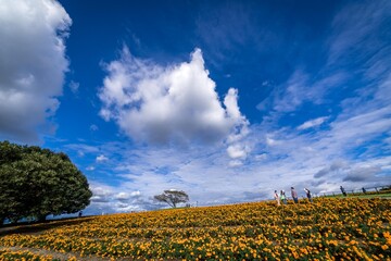 広大な青空の下のマリーゴールドの丘