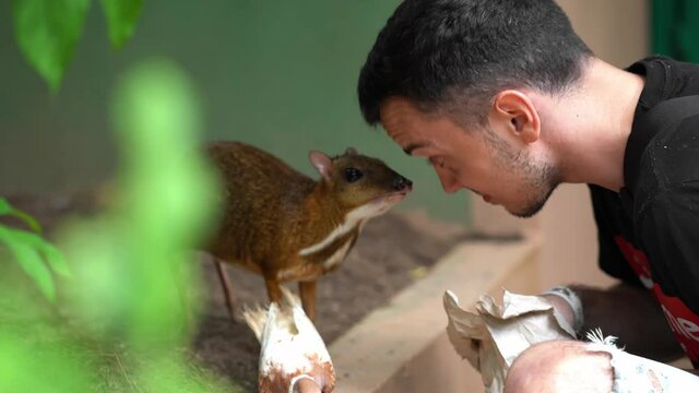 The guy takes food from a paper bag and feeds the mouse deer (tragulus kanchil)
