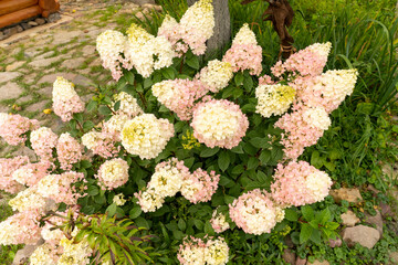 hydrangea in the garden close-up, beautiful white and pink hydrangea blooms, selective focus, tinted image